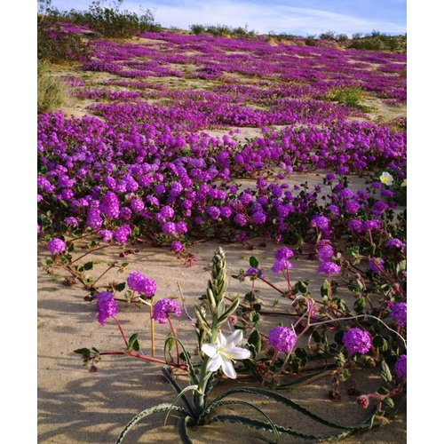 CA, Anza-Borrego Desert Lily and Sand Verbena
